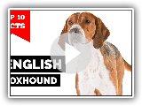 English Foxhound - Top 10 Facts